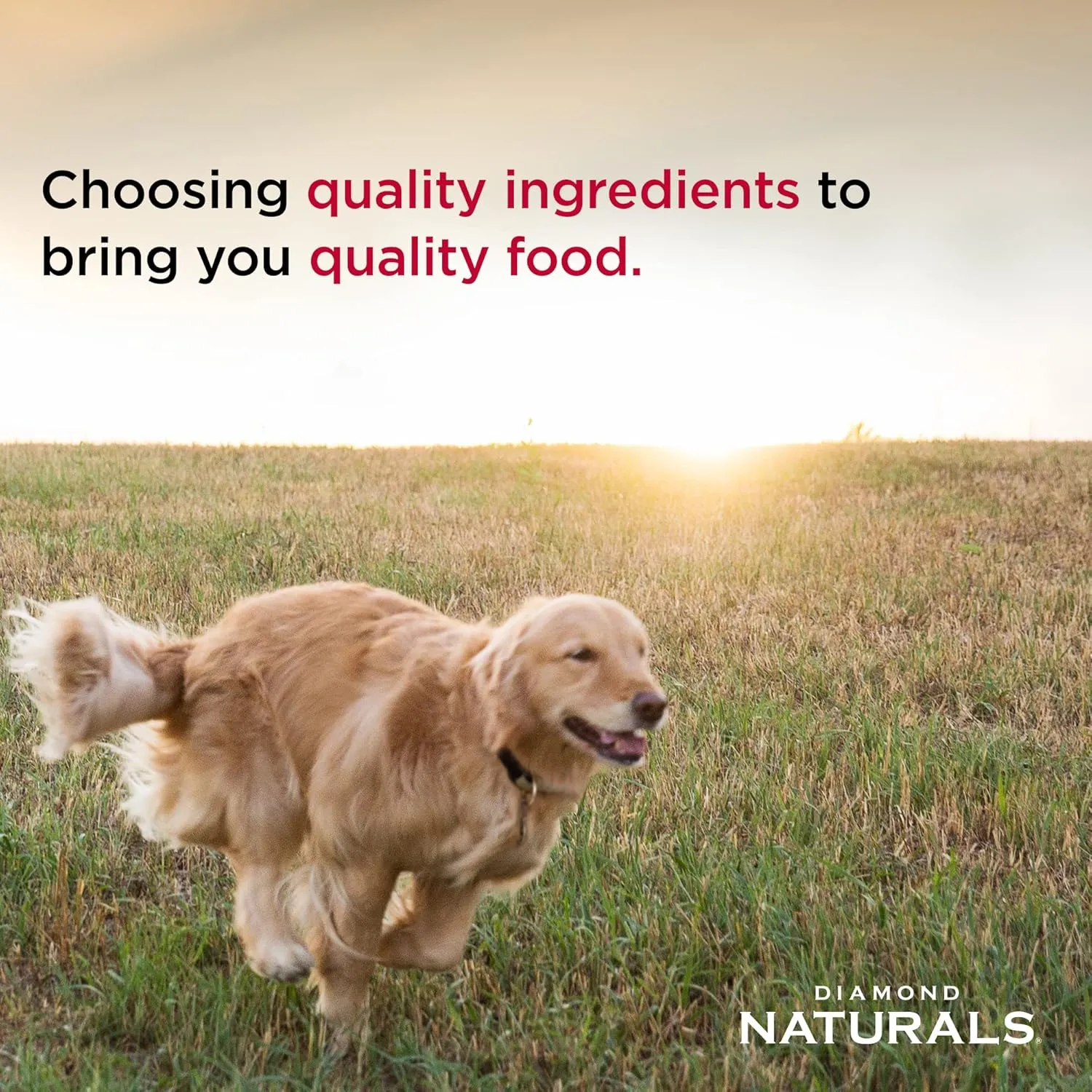 Diamond Naturals Dry Food for Adult Dog, Beef and Rice Formula, 40 Pound Bag (074198608331)