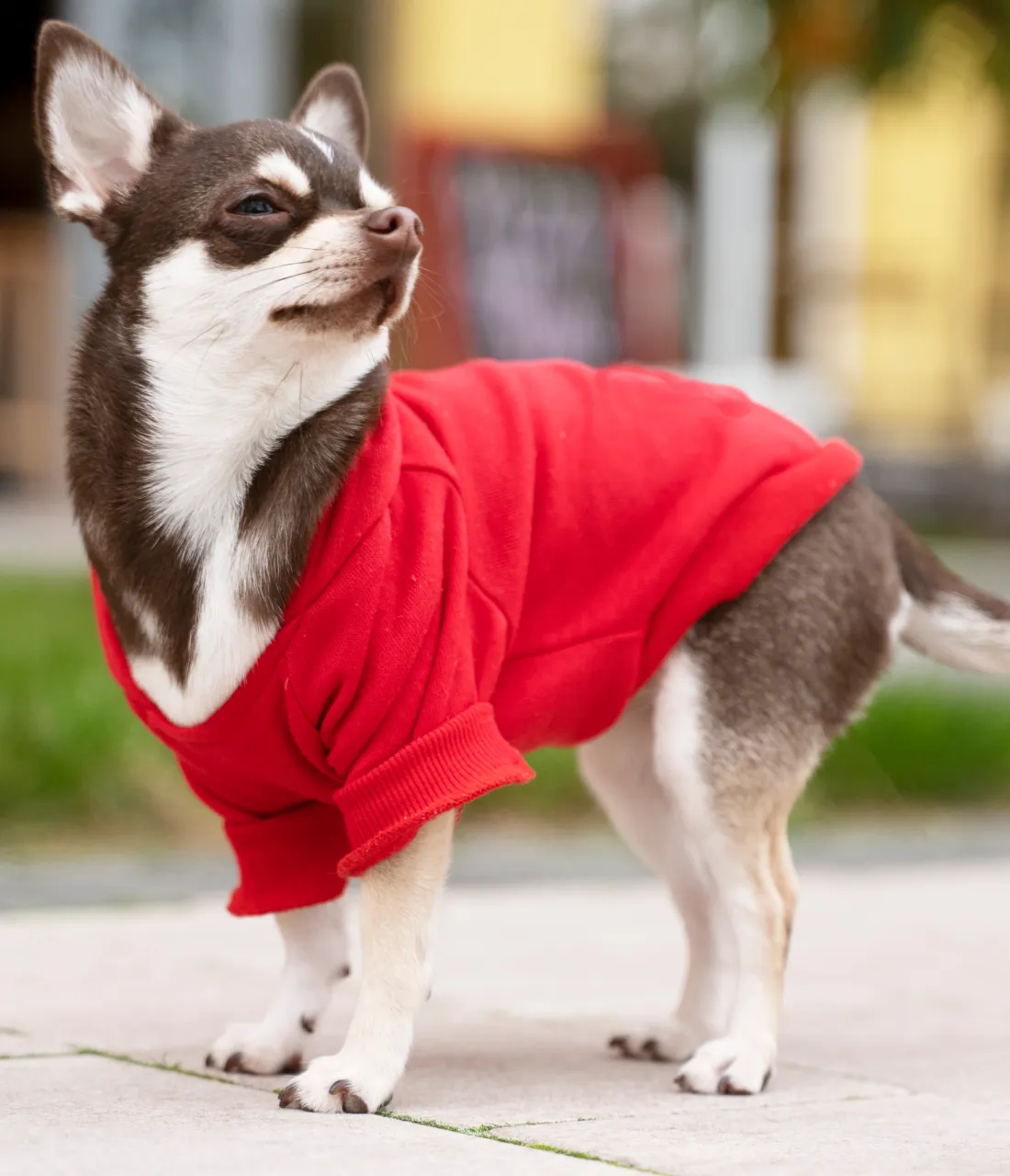 Dog hoodie