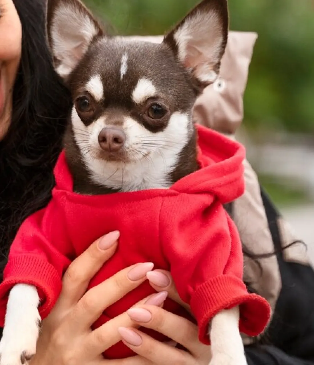 Dog hoodie