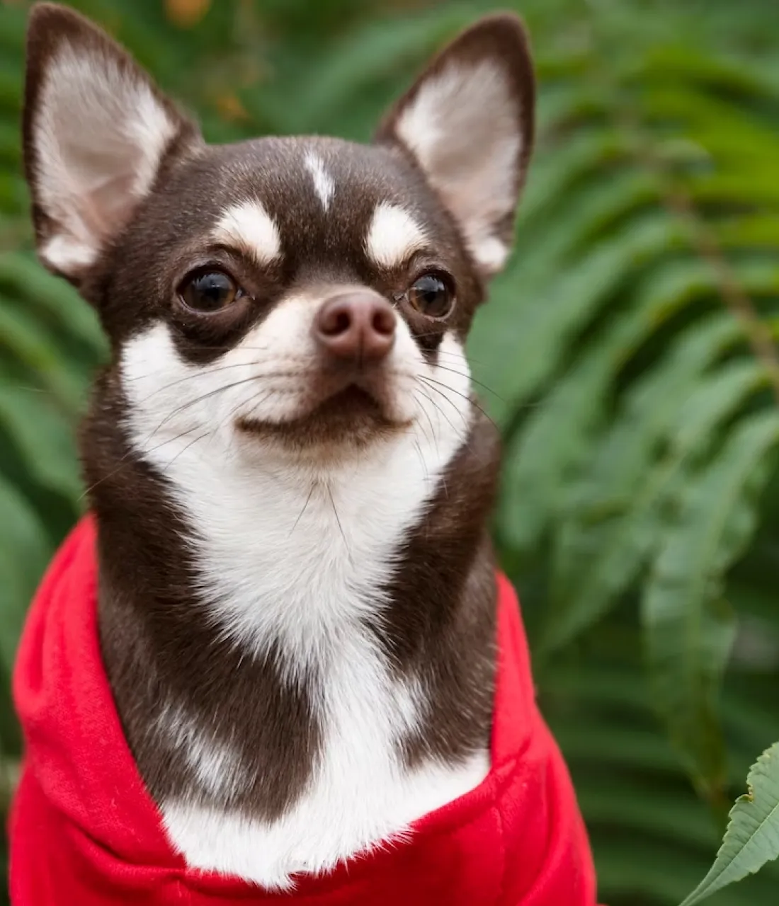 Dog hoodie