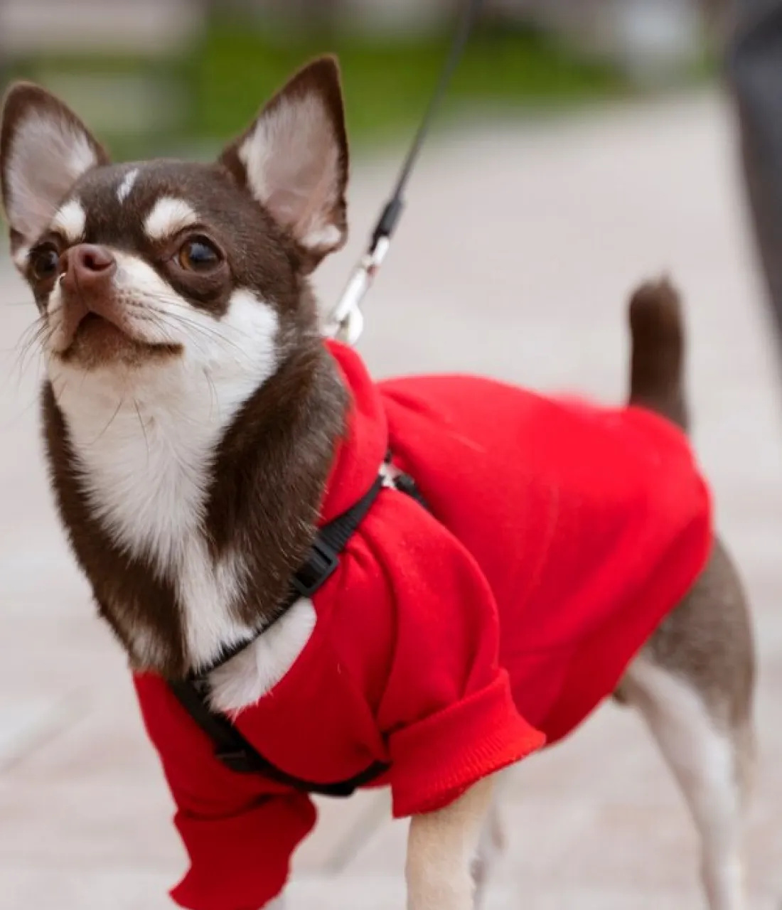 Dog hoodie