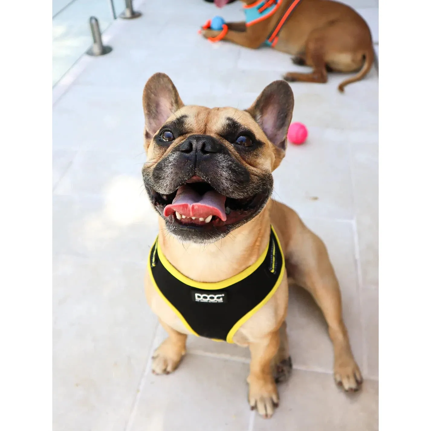 DOOG Neoflex Neoprene Bolt Neon Black and Yellow Dog Harness Large
