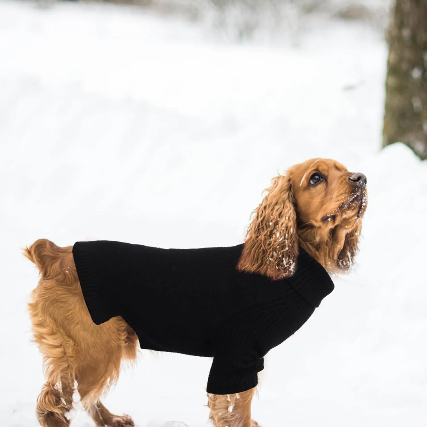 Geyecete Dachshund Turtleneck Sweater, Cold Weather Cable Knit Dog Pullover - Black, XS