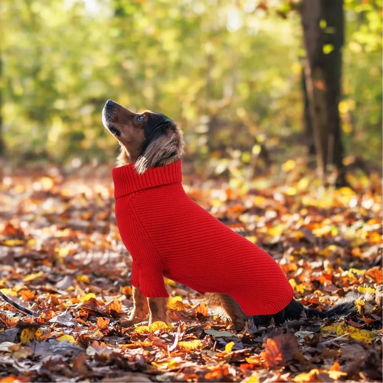 Geyecete Dachshund Turtleneck Sweater, Cold Weather Cable Knit Dog Pullover - Red, XS