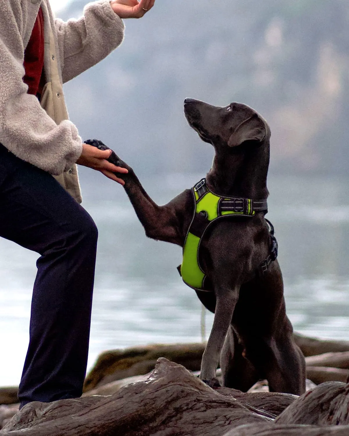 Joytale No Pull Dog Harness for Large Dogs, Reflective Pet Vest with Front Clip, Adjustable Soft Padded Harnesses with Easy Control Handle for Training and Walking, Green, L