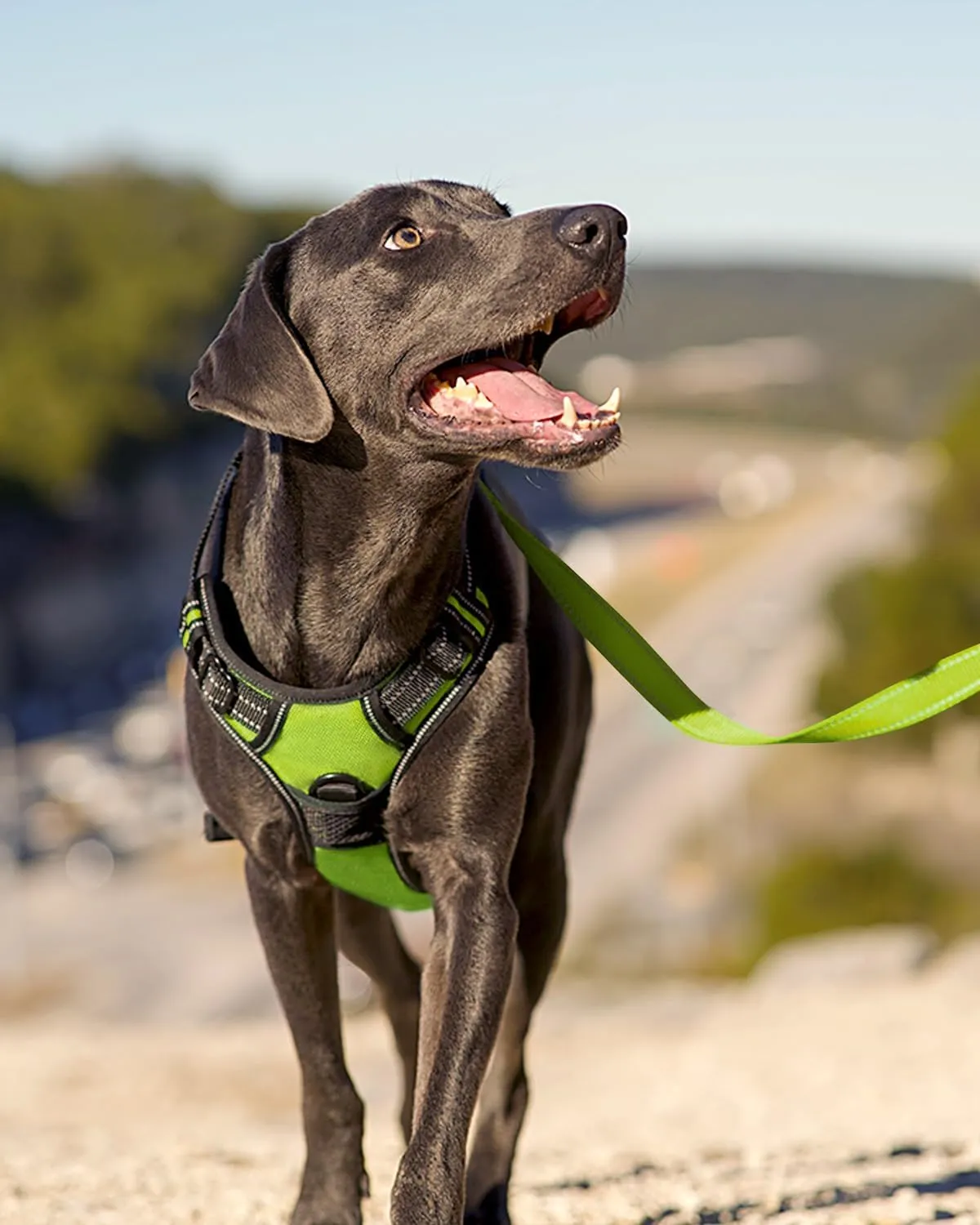 Joytale No Pull Dog Harness for Large Dogs, Reflective Pet Vest with Front Clip, Adjustable Soft Padded Harnesses with Easy Control Handle for Training and Walking, Green, L