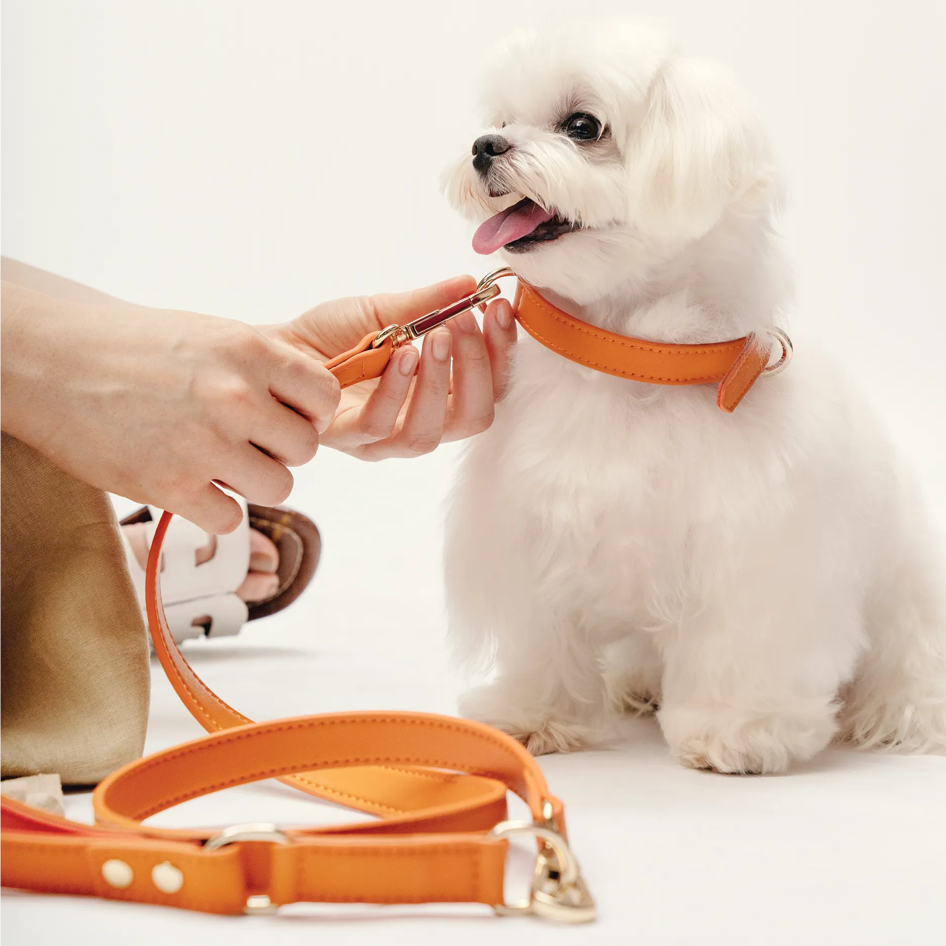Leash - Tangerine Orange