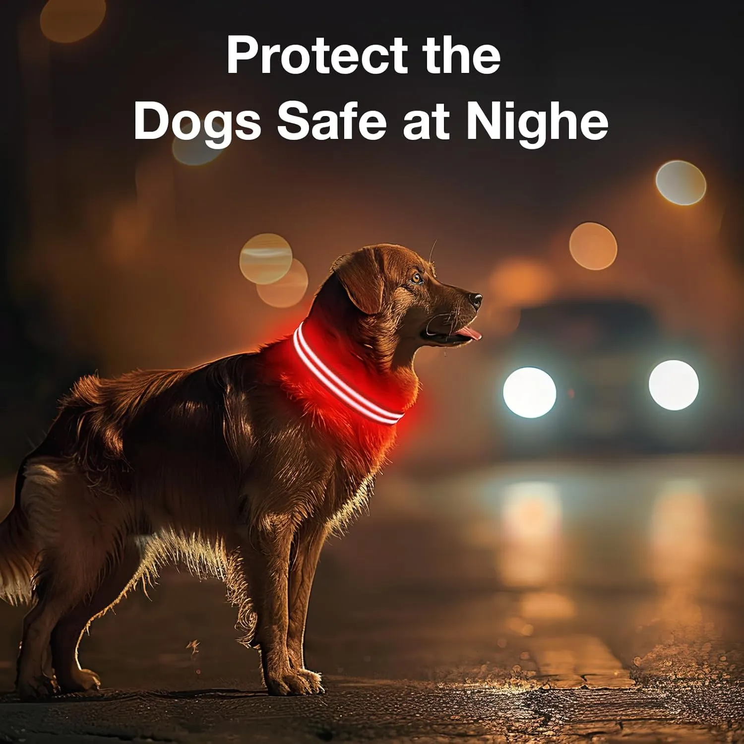 Light Up Dog Collar Rechargable,Reflective LED Collars for Small Medium Large Dogs,Lighted Dog Collars Lights for Night Walking-Waterproof,Red,M