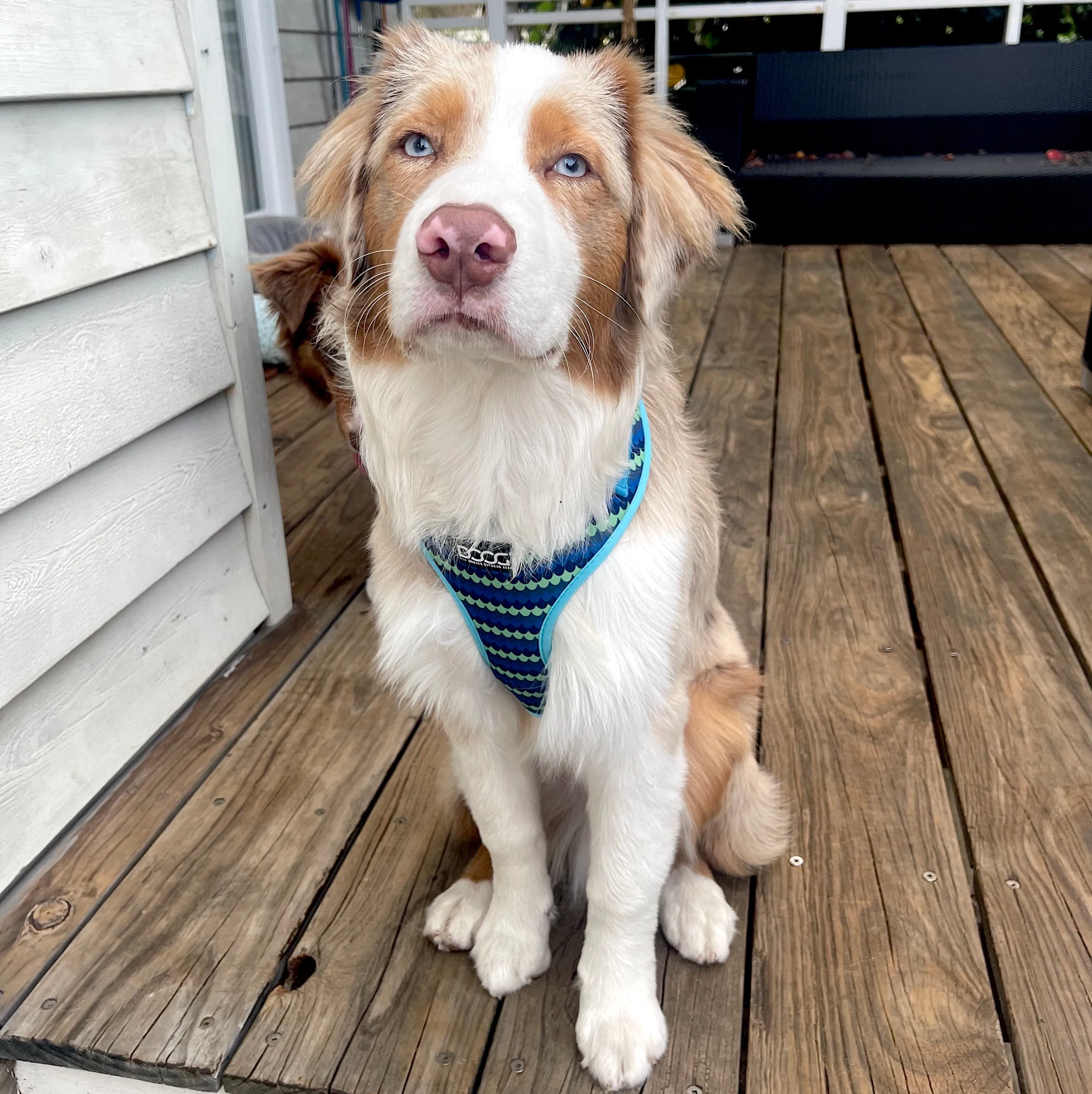 Neoflex Soft Harness - Pluto
