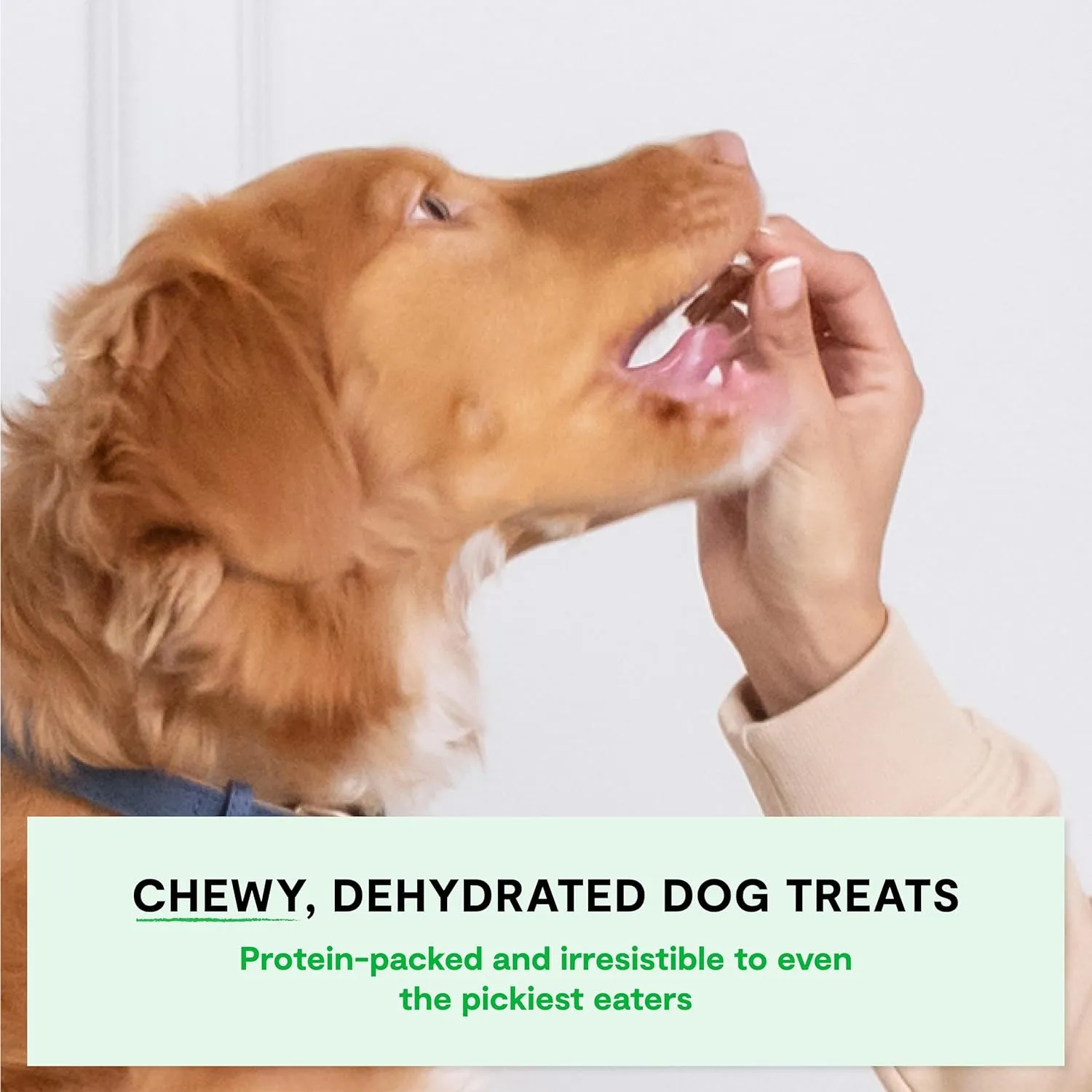 Open Farm, Dehydrated Dog Treats, High Protein & Low Carbohydrate Dog Snacks, Chewy Texture, Made with Ethically & Sustainably Sourced Ingredients, Turkey Recipe, 4.5oz Pouch