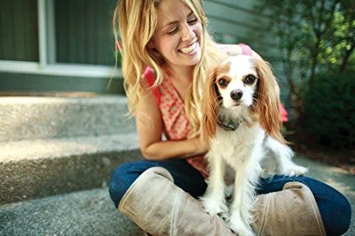 PetSafe Elite Little Dog In-Ground Fence for Dogs and Cats, Waterproof, Tone and Static Correction, for Pets Over 5 lb.
