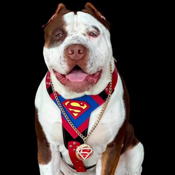 ''SUPERMAN'' HARNESS